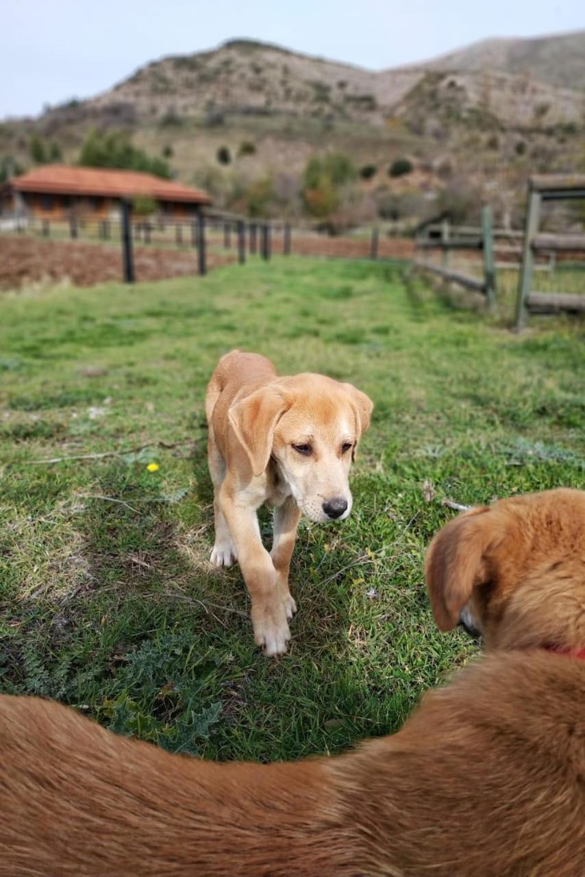 Orias Guesthouse & Farm Kalavryta Luaran gambar